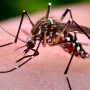 Brasil atinge 408 mil casos de dengue, aponta Ministério da Saúde