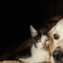 Conselho Nacional aprova projeto de canis e gatis em presídios para ressocialização