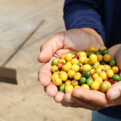 Dia Mundial do Café: Investimentos na produção geram impacto positivo na qualidade do café e na economia da Bahia