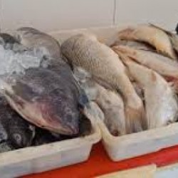 Quaresma: nutricionista orienta como escolher peixes frescos e congelados