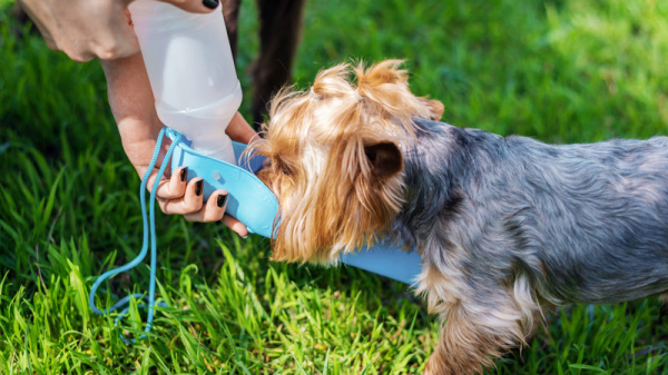  Calor intenso traz riscos à saúde dos pets; confira quais cuidados são essenciais