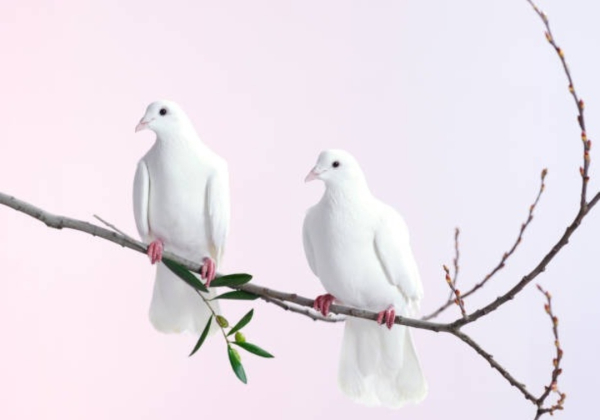 CAMINHOS PARA A PAZ - Dom Itamar Vian Arcebispo Emérito