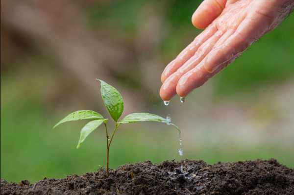  MRV celebra o Dia da Árvore com mais de 2 milhões de mudas plantadas desde 2010