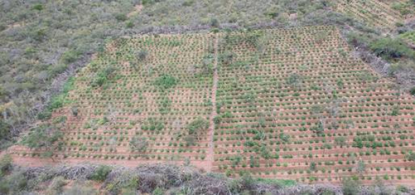 78 mil pés de maconha são incinerados no Norte da Bahia