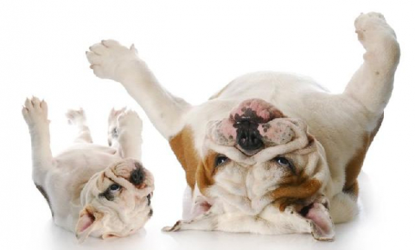  Intermação em pets: conheça riscos de expor animais a altas temperaturas no verão