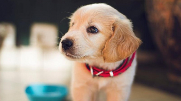  Pets x fim da quarentena: cuidados especiais para ruptura da rotina com os humanos