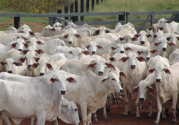 Agronegócio brasileiro exportou 148 bilhões de dólares em 2022