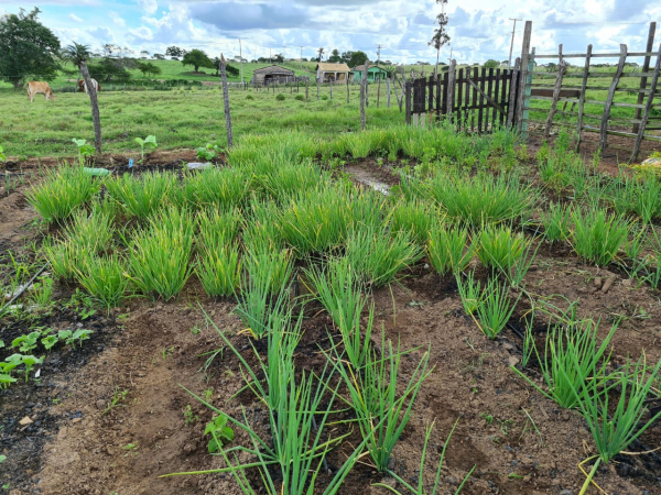 Armazenamento de água para produção garante segurança alimentar e renda para famílias do Semiárido Baiano