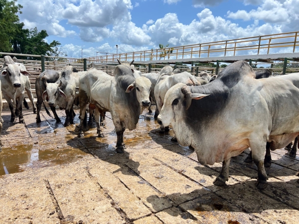 Arroba do boi recua para R$ 290 em Feira de Santana