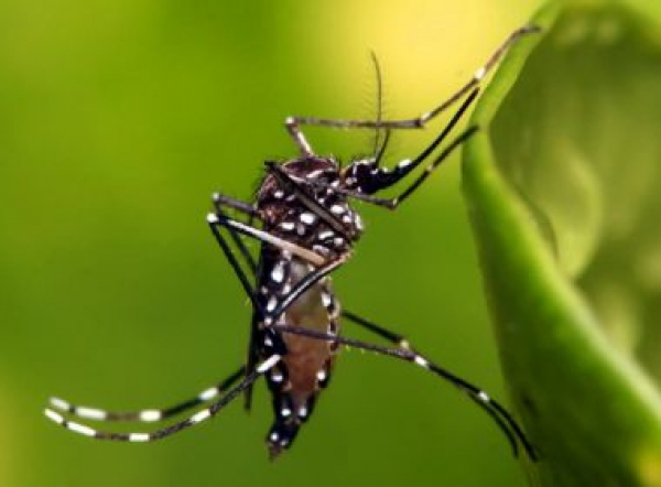 Bahia registra 9 óbitos por dengue em 2022; confira municípios onde ocorreram os casos