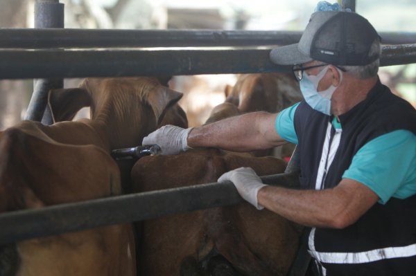 Bahia deve vacinar mais de 10 milhões de animais contra a febre aftosa até o final de maio