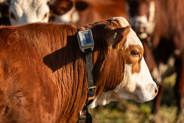 Belgo Arames investe em AgTech mirando no futuro das cercas rurais