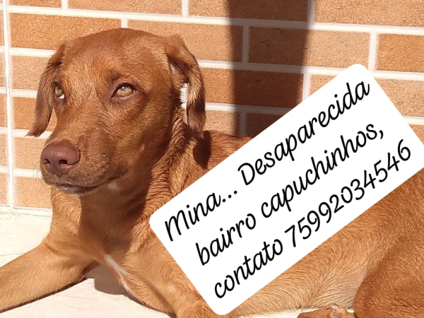 Cadelinha Nina desaparecida no Bairro dos Capuchinhos