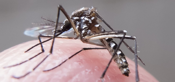 Casos de dengue aumentam mais de 60% na Bahia nos primeiros meses de 2023