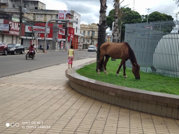 Cavalo pastando no canteiro da Avenida Getúlio Vargas bem próximo do prédio da Prefeitura