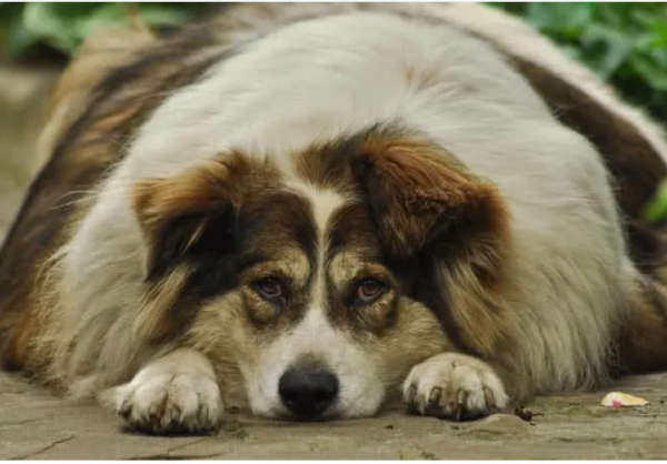 Conheça os principais fatores que levam à obesidade canina