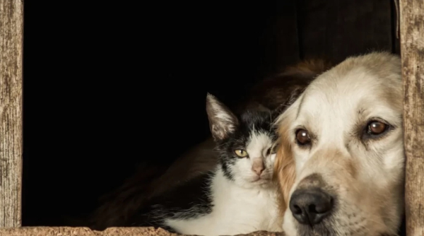 Conselho Nacional aprova projeto de canis e gatis em presídios para ressocialização