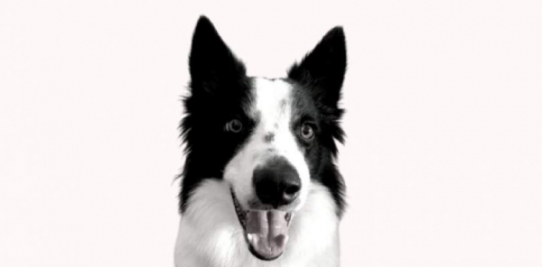 Esfriou!! Cãolunista ensina aos tutores o que fazer para proteger os pets do frio