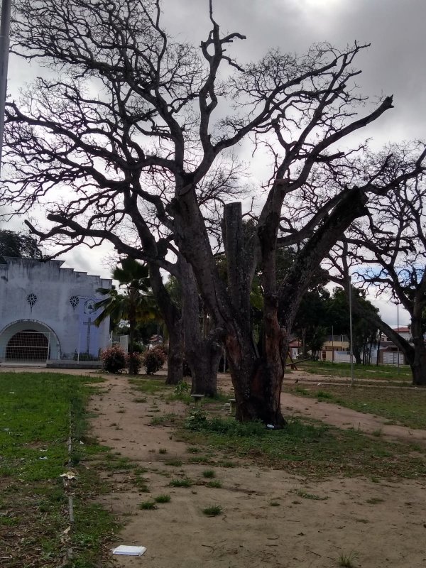 Feira de Santana: Árvores da praça Chico Mendes estão morrendo rapidamente