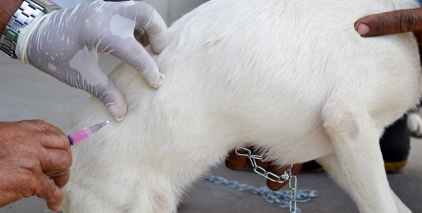 Feira: Mais de 5 mil cães e gatos foram vacinados contra a raiva animal em 2021