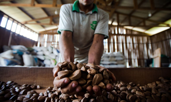 Fiocruz e Mapa mapeiam produção de plantas medicinais no Brasil