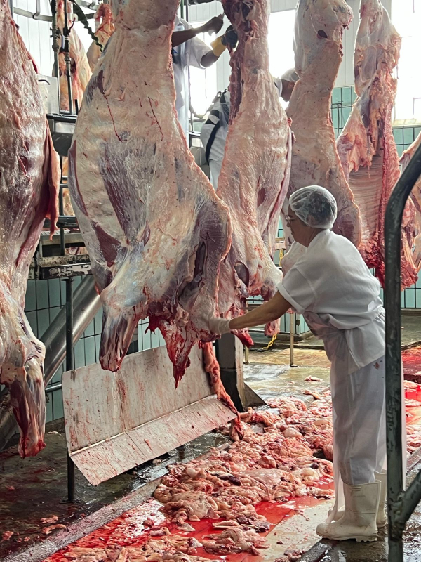 Frifeira mantém ritmo de abates e Cooperfeira aponta recuo pontual no preço da arroba do boi