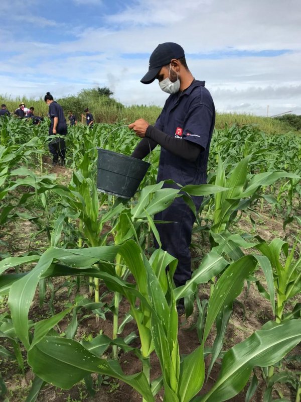 Fundação Bradesco abre inscrições para curso gratuito de Técnico em Agropecuária em Feira de Santana (BA)