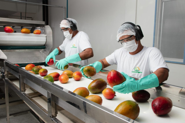 Gestores e técnicos de 400 agroindústrias familiares se reúnem em Feira de Santana para consolidar estratégias para o setor