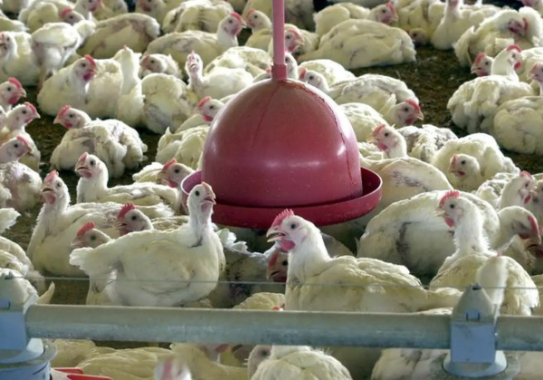 Governo investiga 7 casos suspeitos de gripe aviária pelo país, diz relatório