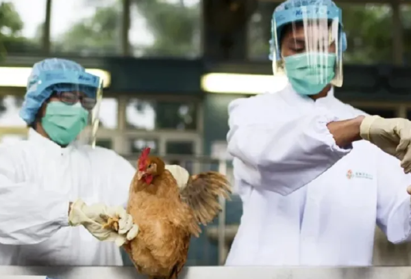 Governo investiga caso suspeito de gripe aviária na Bahia