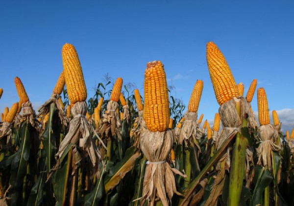 Governo autoriza Conab a comprar milho para pequenos produtores