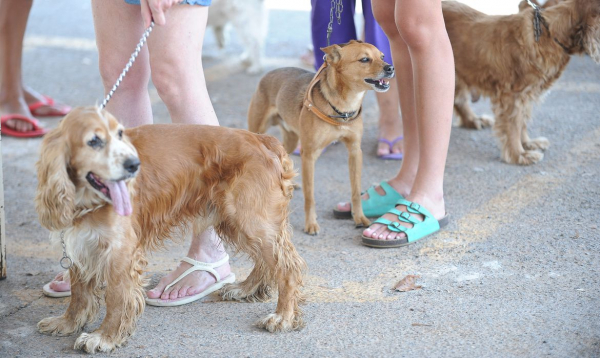 Hoje é Dia: semana tem Dia dos Animais, do Atletismo e da Cidadania