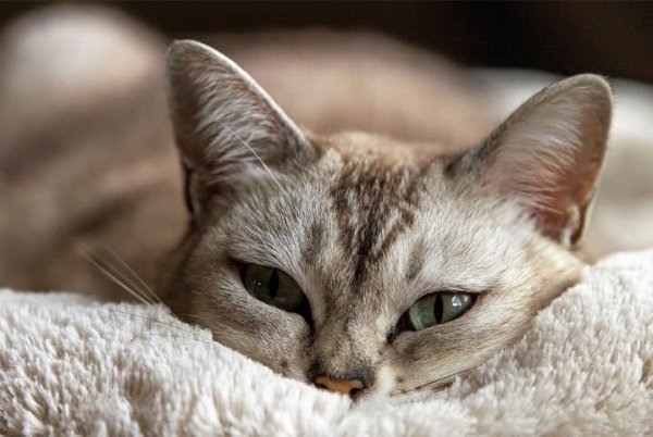IInstinto de esconder sinais de dores dificulta a descoberta de doenças em gatos; saiba como identificar