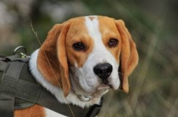 Intermação em pets: altas temperaturas do verão podem levar animal a óbito
