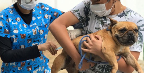 Mais de 18 mil cães e gatos vacinados contra a raiva em Feira de Santana