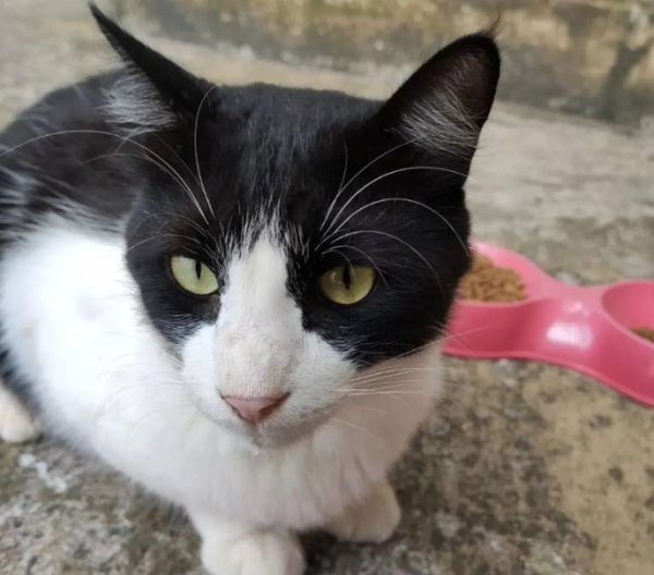 Mercadão da Bahia recebe evento de adoção de animais neste sábado