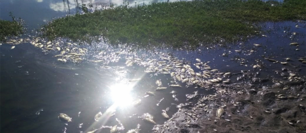 Morte de peixes na Lagoa Grande foi provocada pelas chuvas e poluição