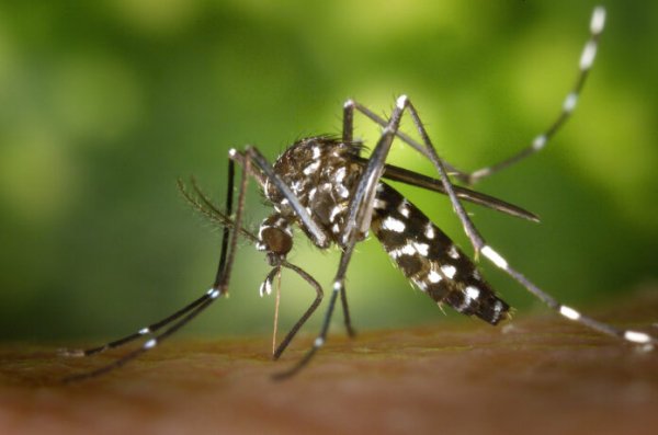 Nova linhagem do vírus da dengue alerta para prevenção na Bahia
