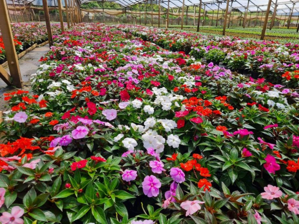 Paisagismo: adubo orgânico melhora o cultivo das flores e jardins