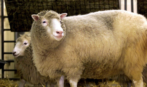 Primeiro mamífero clonado, Dolly completaria hoje 25 anos 