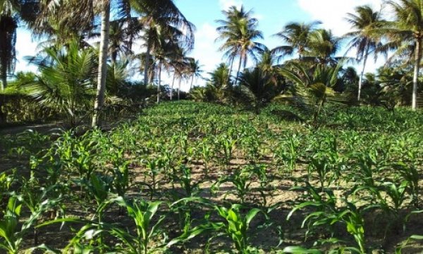 Produção de coco cresce 450% em comunidade rural de Acajutiba