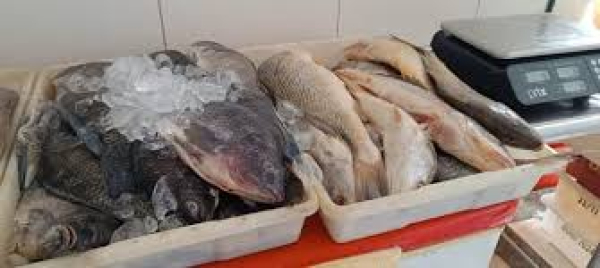 Quaresma: nutricionista orienta como escolher peixes frescos e congelados