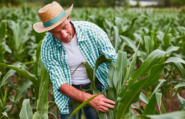 Sicoob estima liberar R$ 7 bilhões em crédito rural no período de pré-custeio