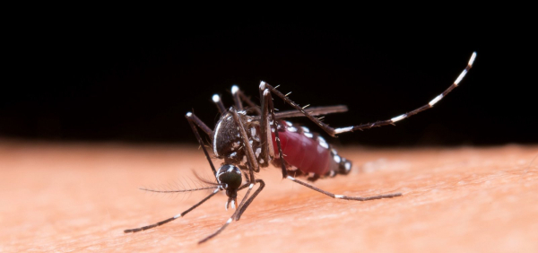 Sobe para 23 o número de mortes por dengue na Bahia
