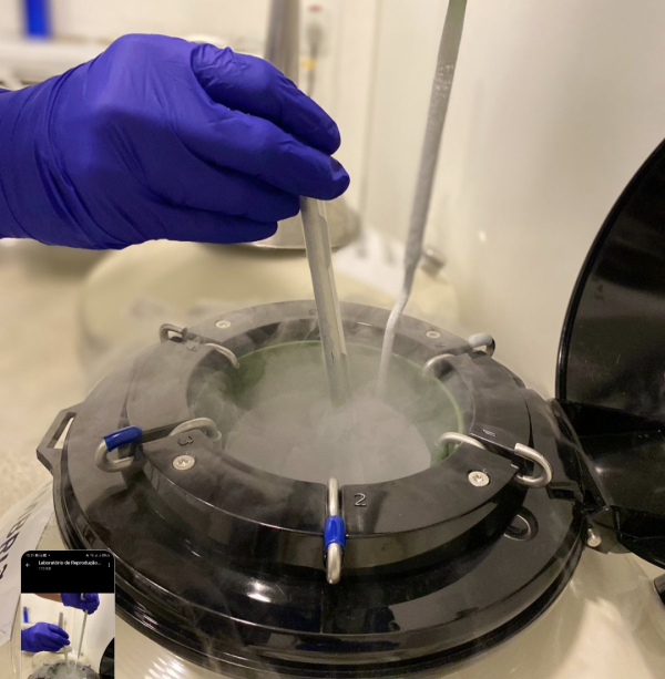 Técnicas de preservação da fertilidade são alternativa segura  para quem deseja adiar o projeto de ter filhos