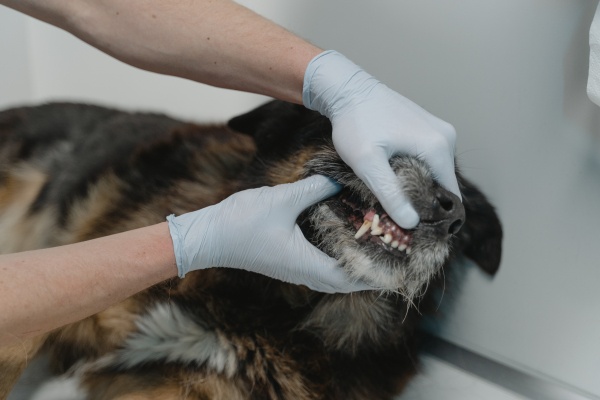 Universidade oferece atendimento em saúde dental para pets 