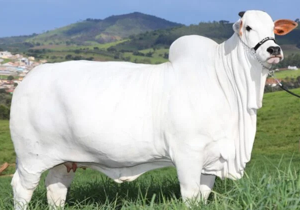 Vaca louca: confirmado que caso recente é atípico