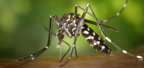 Vacina contra dengue será distribuída para 521 cidades a partir da próxima semana
