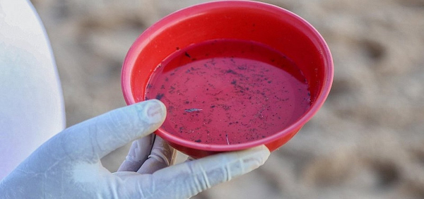 Vitória da Conquista segue no topo de casos prováveis de Dengue na Bahia