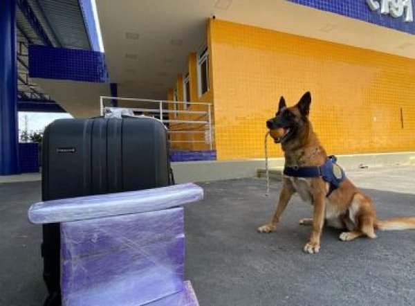 Vitória da Conquista: Com ajuda de cão farejador, PRF encontra maconha levada em ônibus